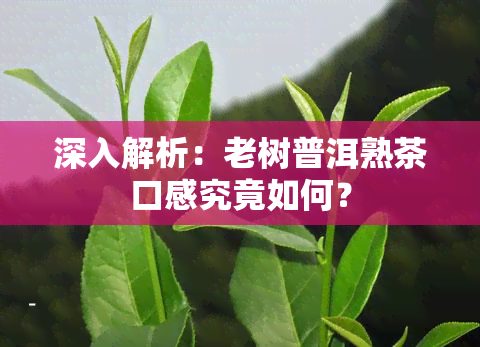 深入解析：老树普洱熟茶口感究竟如何？