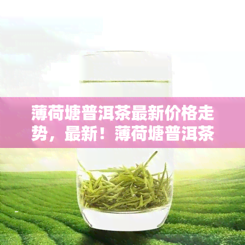 薄荷塘普洱茶最新价格走势，最新！薄荷塘普洱茶市场价格走势解析