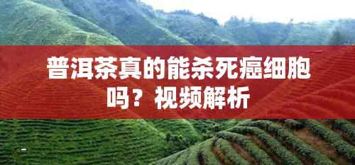 普洱茶真的能杀死癌细胞吗？视频解析