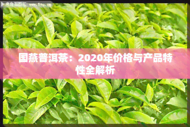 国燕普洱茶：2020年价格与产品特性全解析