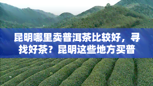 昆明哪里卖普洱茶比较好，寻找好茶？昆明这些地方买普洱茶不错！