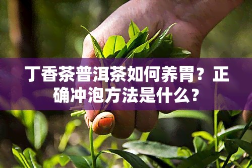 丁香茶普洱茶如何养胃？正确冲泡方法是什么？