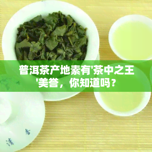 普洱茶产地素有'茶中之王'美誉，你知道吗？