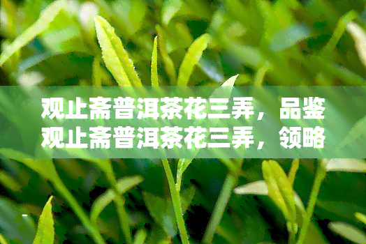 观止斋普洱茶花三弄，品鉴观止斋普洱茶花三弄，领略茶香与花韵的完美结合