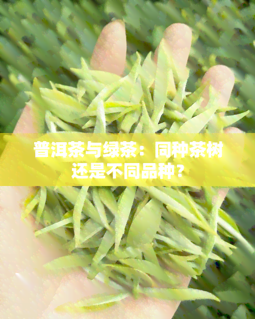 普洱茶与绿茶：同种茶树还是不同品种？