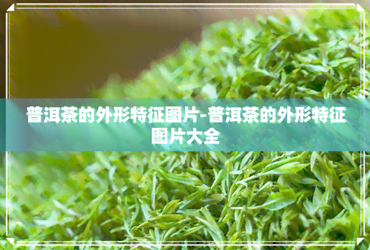 普洱茶的外形特征图片-普洱茶的外形特征图片大全