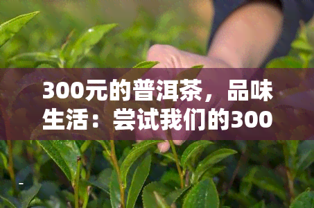 300元的普洱茶，品味生活：尝试我们的300元普洱茶！