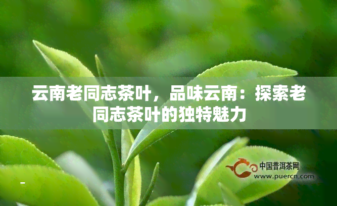 云南老同志茶叶，品味云南：探索老同志茶叶的独特魅力