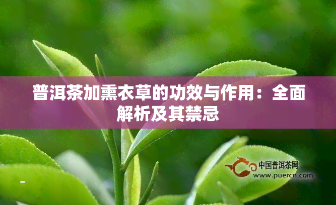 普洱茶加熏衣草的功效与作用：全面解析及其禁忌