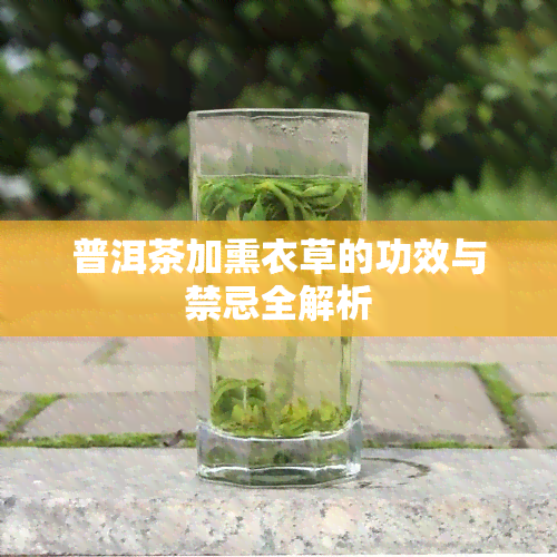 普洱茶加熏衣草的功效与禁忌全解析