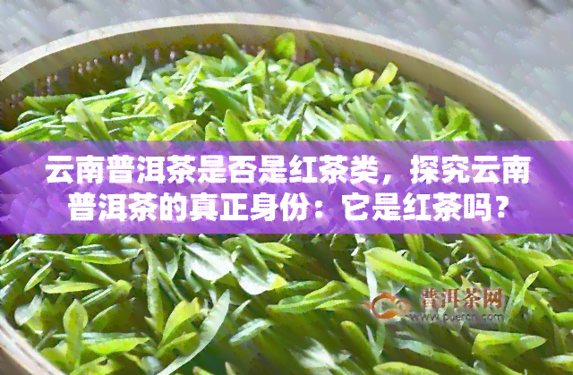 云南普洱茶是否是红茶类，探究云南普洱茶的真正身份：它是红茶吗？