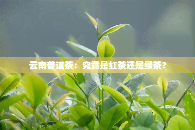 云南普洱茶：究竟是红茶还是绿茶？