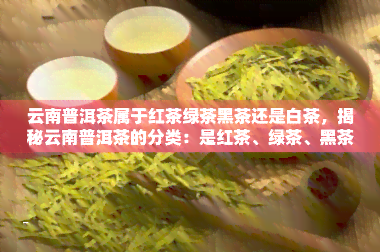 云南普洱茶属于红茶绿茶黑茶还是白茶，揭秘云南普洱茶的分类：是红茶、绿茶、黑茶还是白茶？