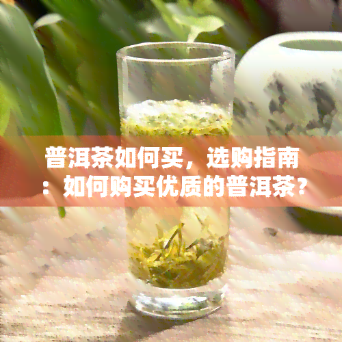 普洱茶如何买，选购指南：如何购买优质的普洱茶？