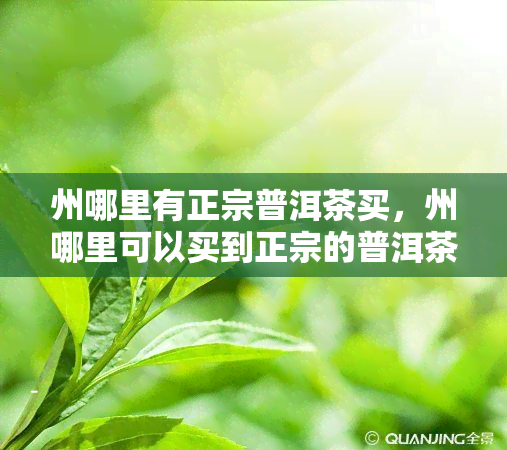 州哪里有正宗普洱茶买，州哪里可以买到正宗的普洱茶？