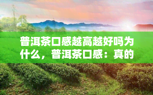 普洱茶口感越高越好吗为什么，普洱茶口感：真的越高品质就越好吗？探讨背后的原因