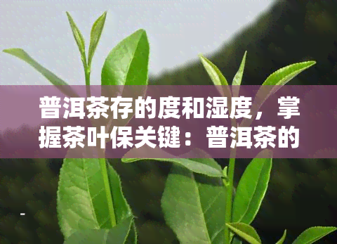 普洱茶存的度和湿度，掌握茶叶保关键：普洱茶的理想存度与湿度