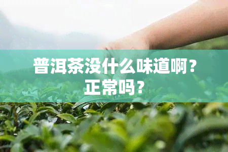 普洱茶没什么味道啊？正常吗？