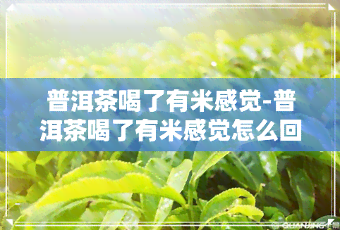 普洱茶喝了有米感觉-普洱茶喝了有米感觉怎么回事