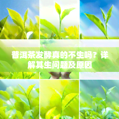 普洱茶发酵真的不生吗？详解其生问题及原因