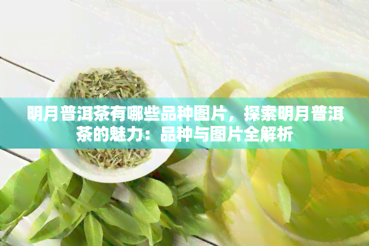 明月普洱茶有哪些品种图片，探索明月普洱茶的魅力：品种与图片全解析