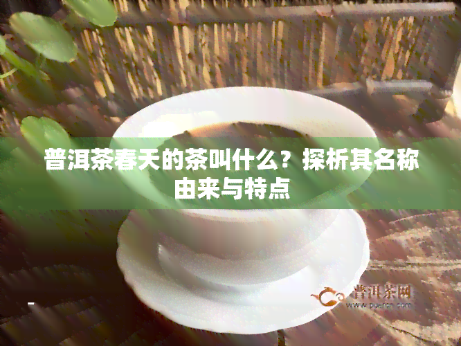 普洱茶春天的茶叫什么？探析其名称由来与特点