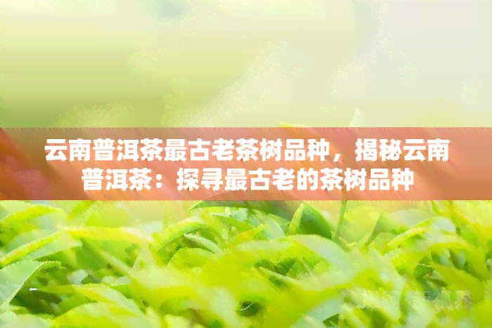 云南普洱茶最古老茶树品种，揭秘云南普洱茶：探寻最古老的茶树品种