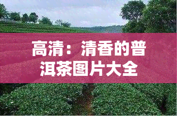 高清：清香的普洱茶图片大全