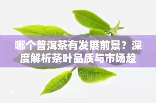 哪个普洱茶有发展前景？深度解析茶叶品质与市场趋势