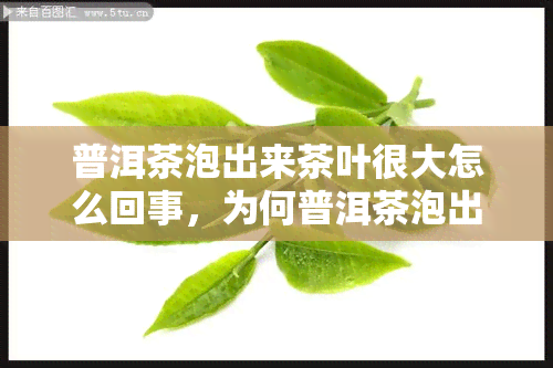 普洱茶泡出来茶叶很大怎么回事，为何普洱茶泡出来茶叶很大？