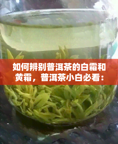 如何辨别普洱茶的白霜和黄霜，普洱茶小白必看：如何区分白霜与黄霜？