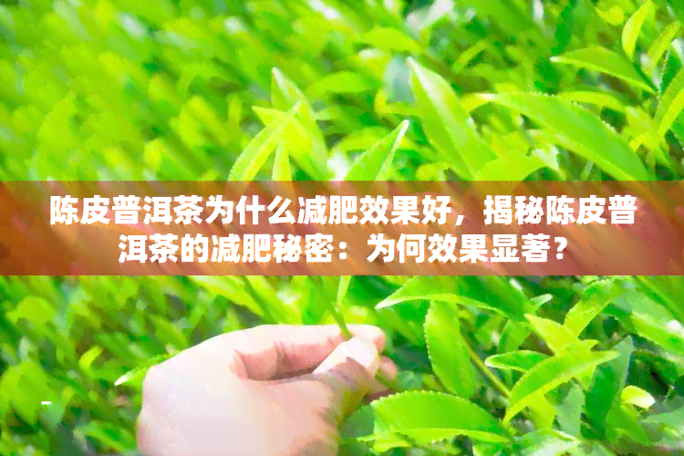 陈皮普洱茶为什么减肥效果好，揭秘陈皮普洱茶的减肥秘密：为何效果显著？