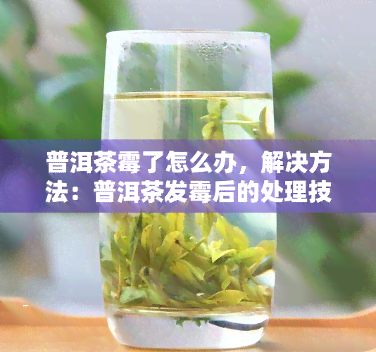 普洱茶霉了怎么办，解决方法：普洱茶发霉后的处理技巧