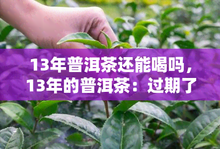 13年普洱茶还能喝吗，13年的普洱茶：过期了吗？还能喝吗？