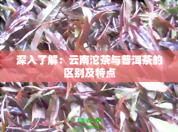 深入了解：云南沱茶与普洱茶的区别及特点