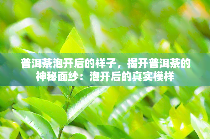 普洱茶泡开后的样子，揭开普洱茶的神秘面纱：泡开后的真实模样