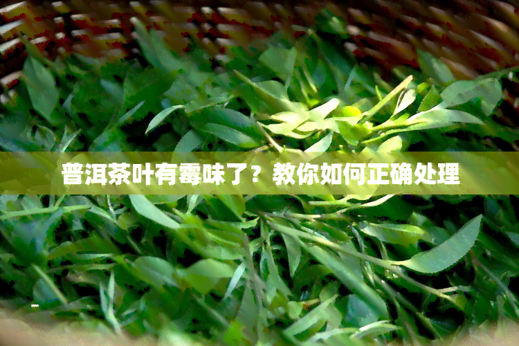 普洱茶叶有霉味了？教你如何正确处理