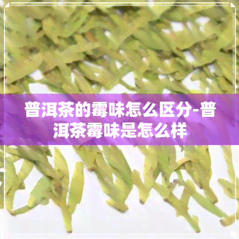 普洱茶的霉味怎么区分-普洱茶霉味是怎么样