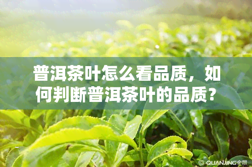 普洱茶叶怎么看品质，如何判断普洱茶叶的品质？