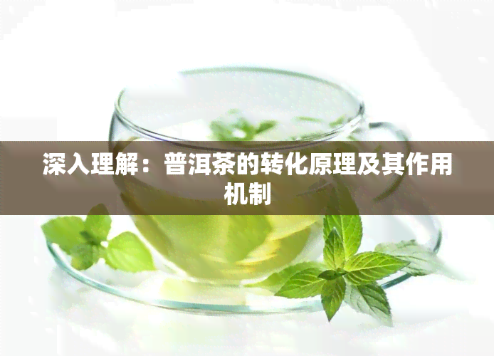 深入理解：普洱茶的转化原理及其作用机制