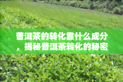 普洱茶的转化靠什么成分，揭秘普洱茶转化的秘密：关键成分解析