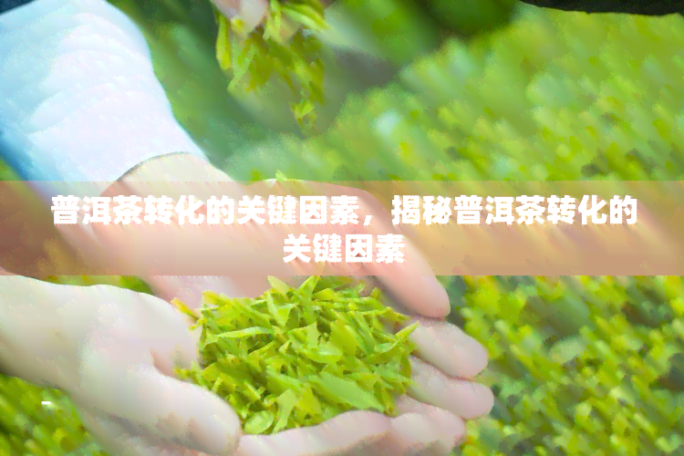 普洱茶转化的关键因素，揭秘普洱茶转化的关键因素