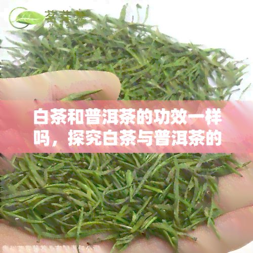 白茶和普洱茶的功效一样吗，探究白茶与普洱茶的功效异同