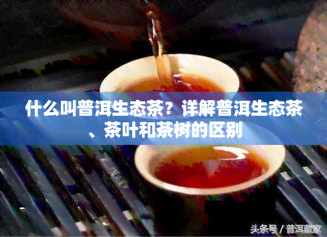 什么叫普洱生态茶？详解普洱生态茶、茶叶和茶树的区别