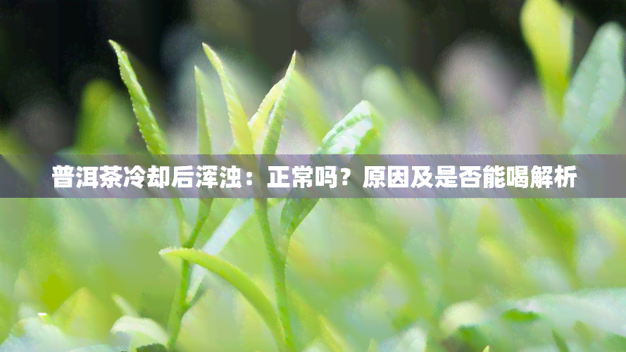 普洱茶冷却后浑浊：正常吗？原因及是否能喝解析