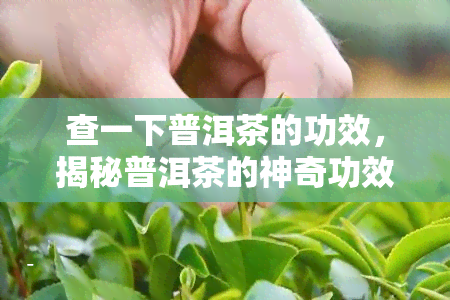 查一下普洱茶的功效，揭秘普洱茶的神奇功效，你不可不知！