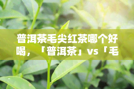 普洱茶毛尖红茶哪个好喝，「普洱茶」vs「毛尖」vs「红茶」：哪个才是你的更爱？