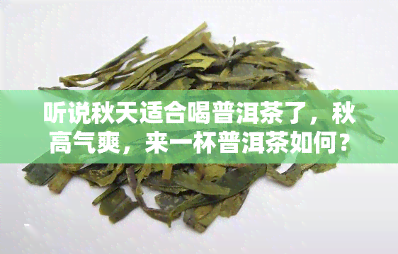 听说秋天适合喝普洱茶了，秋高气爽，来一杯普洱茶如何？