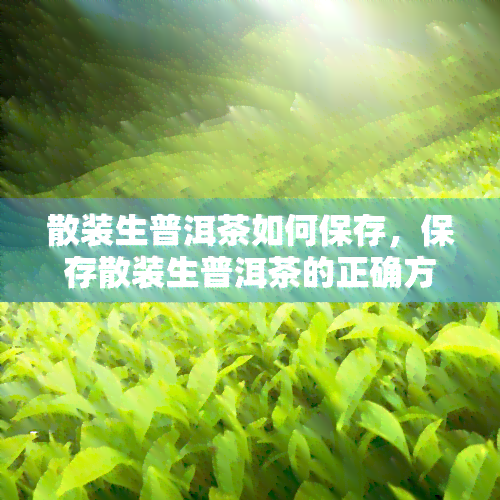 散装生普洱茶如何保存，保存散装生普洱茶的正确方法