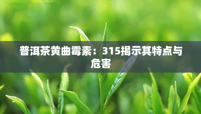 普洱茶黄曲霉素：315揭示其特点与危害